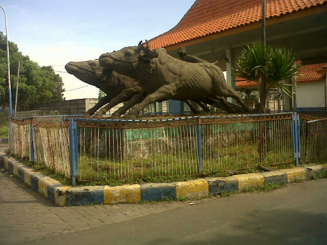 sapi.jpg image